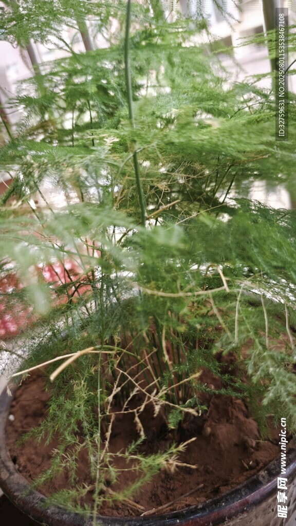 文竹盆栽绿意盎然