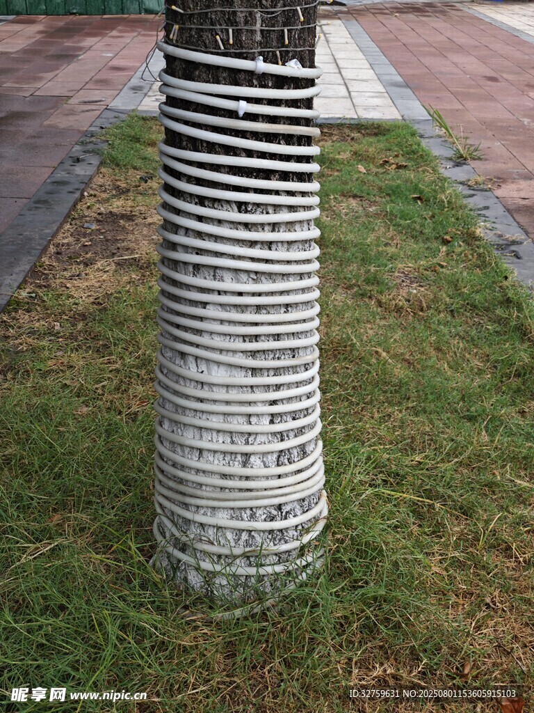 树干缠绕黑白条纹防护物