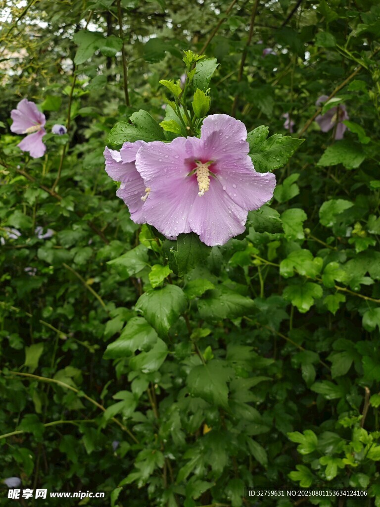 粉花绽放于绿叶间