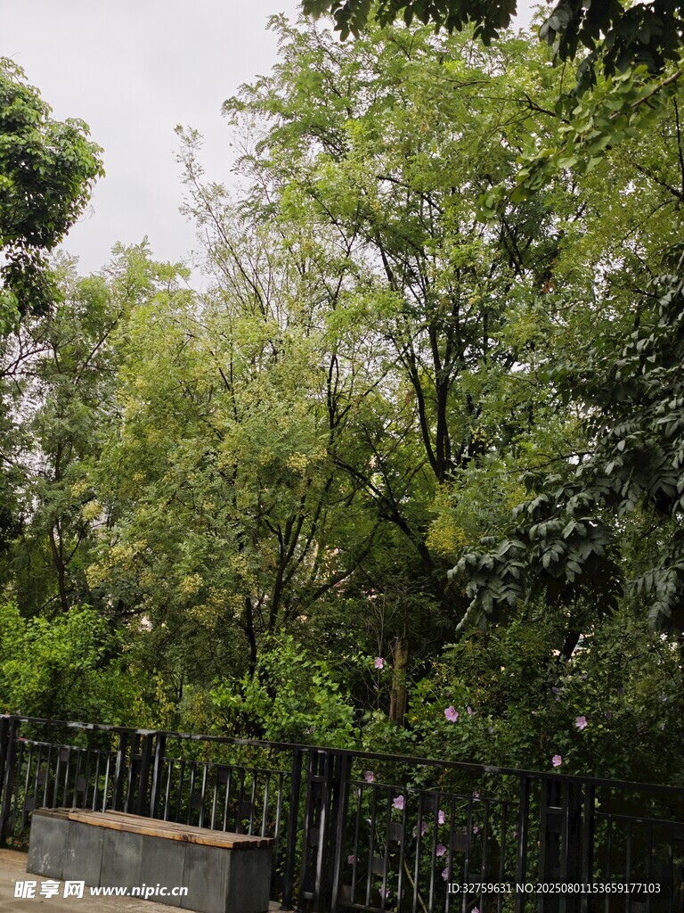 绿意盎然的树林景观