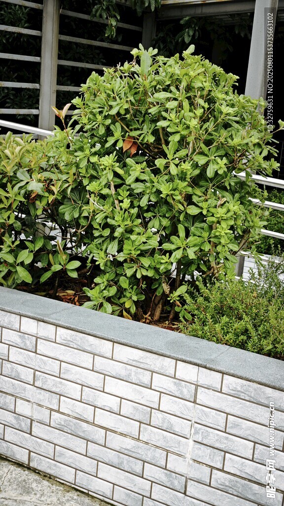 砖砌花坛中的翠绿植物