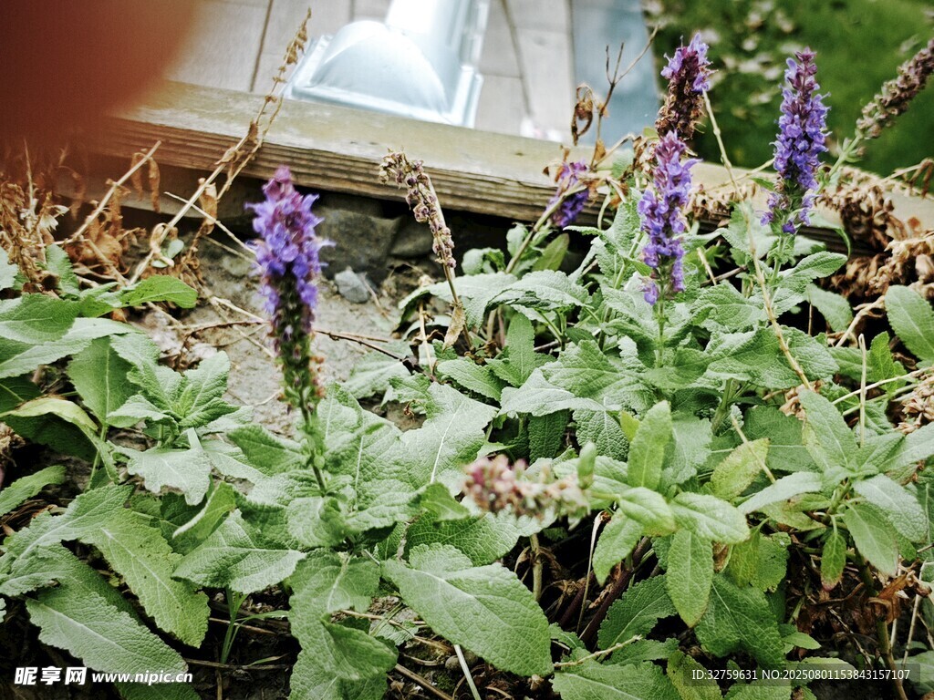 紫色花卉生长于绿植间