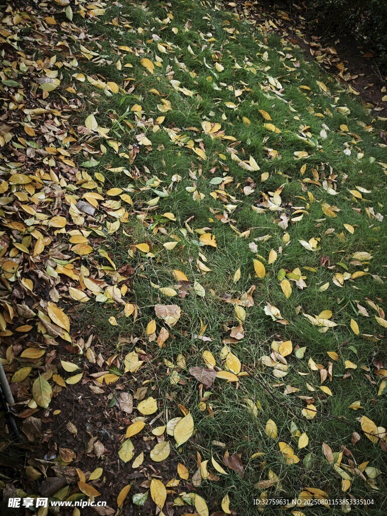 落叶覆草地的秋日景象