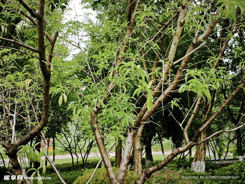 绿意盎然的树林景观