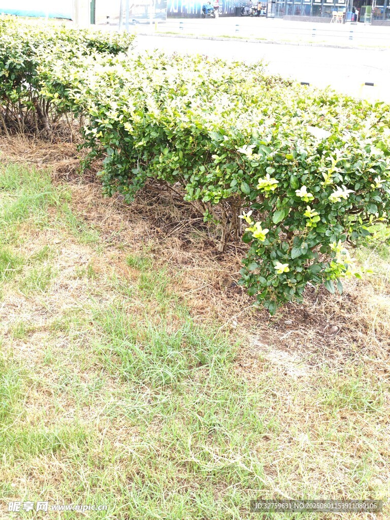 整齐绿植景观