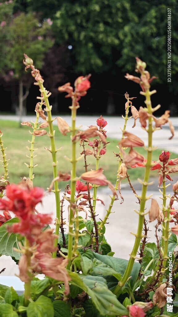 鲜艳绽放的红色花卉植物