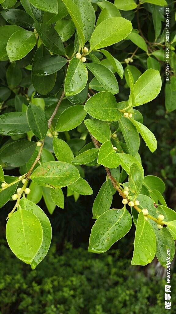 翠绿枝叶间的黄色小花