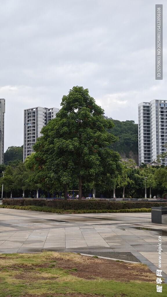 城市中开阔场地旁的绿树