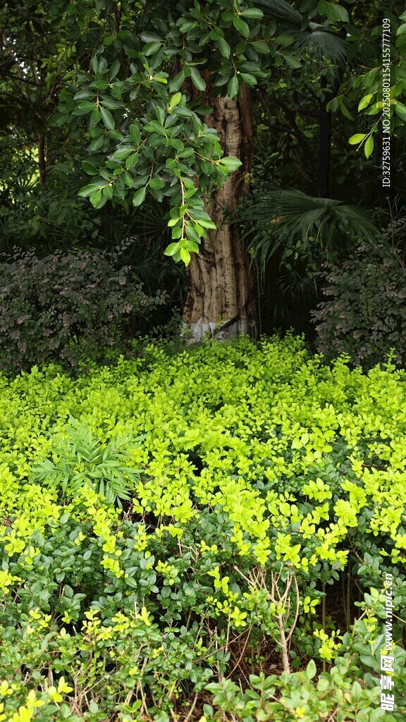绿意盎然的林下植物景观