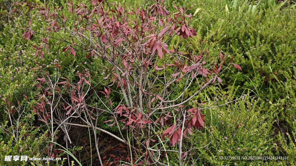 粉色植物与绿色植被景观