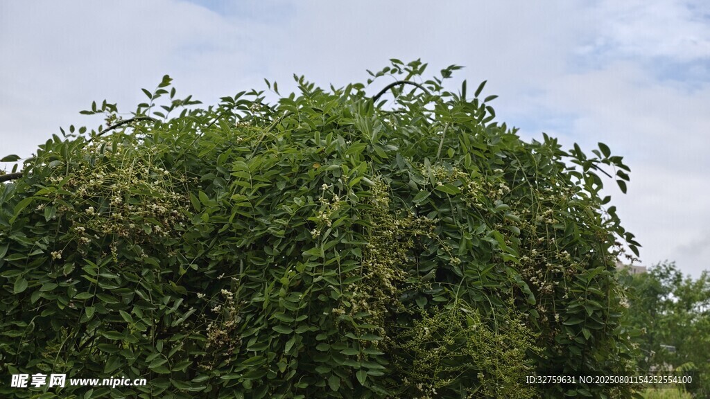 茂密绿植覆盖的繁茂景象