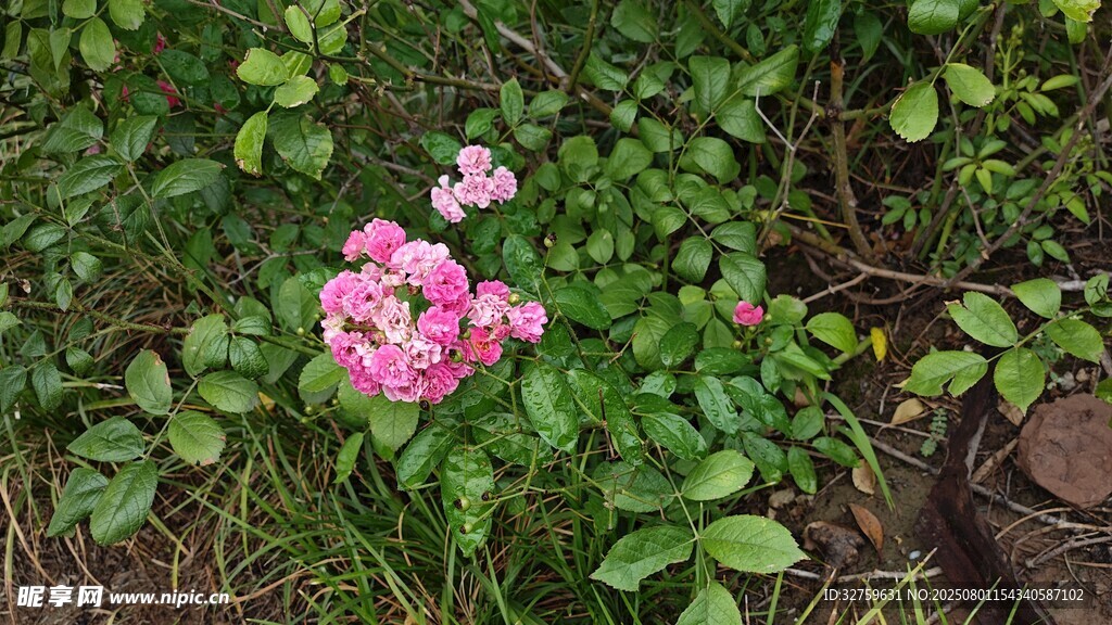 粉色繁花绽放于绿叶间