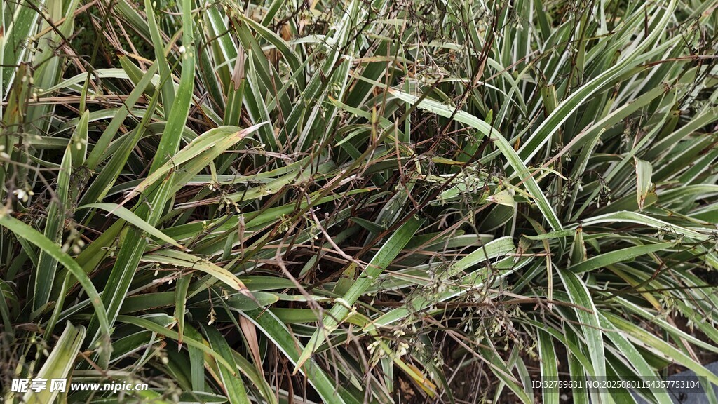 茂盛的绿色植物景观