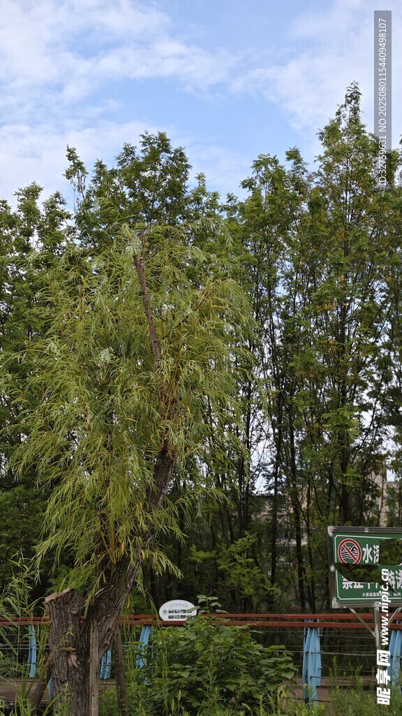 绿树成荫的户外景致