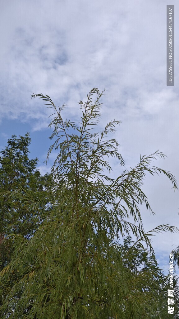 蓝天绿树间的葱郁植物
