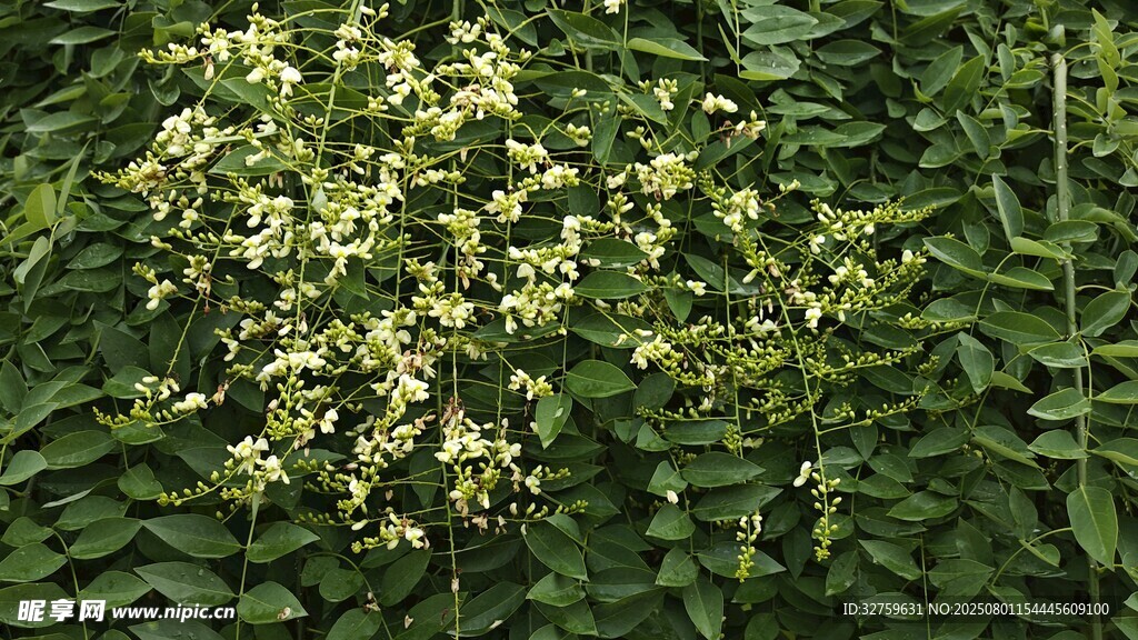 繁茂枝叶间的簇簇白花