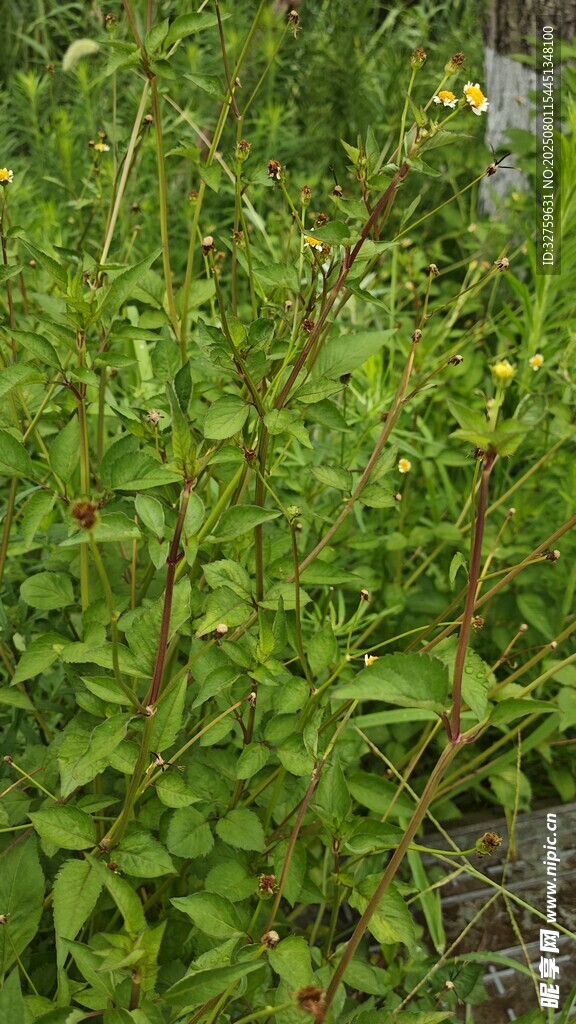 野外繁茂的绿色植物景观