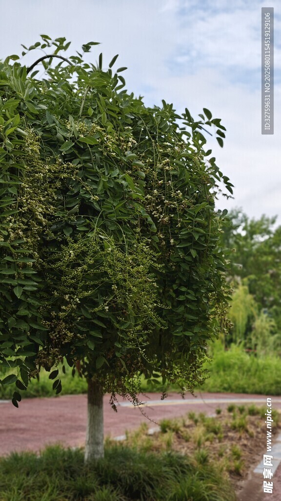 绿树成荫的户外景致