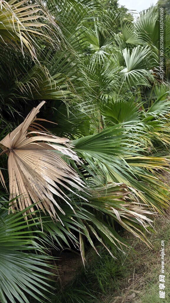 茂密棕榈植物景观