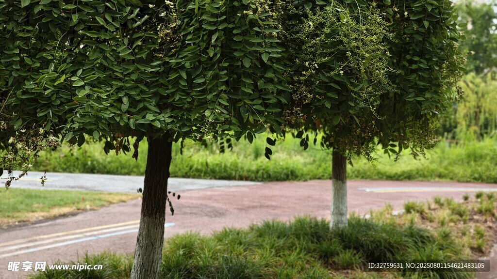 道路旁的绿树风景