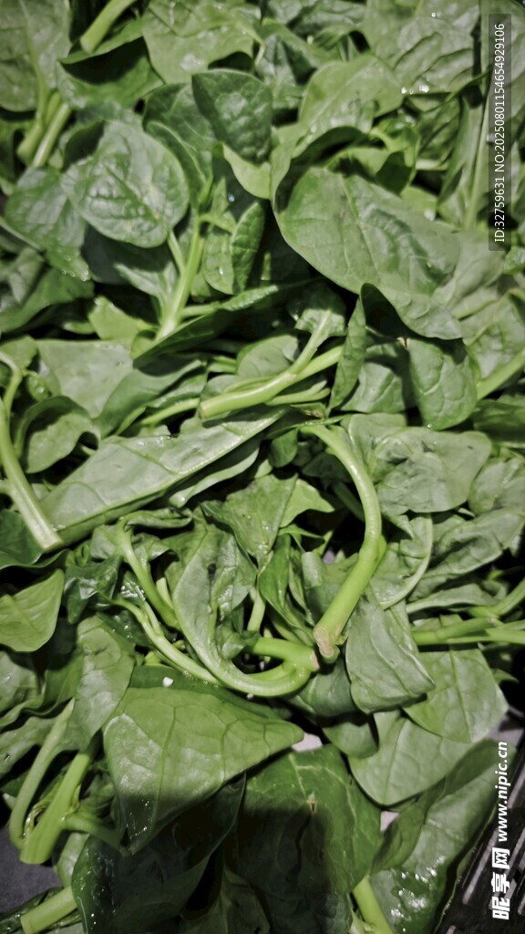 新鲜嫩绿菠菜叶