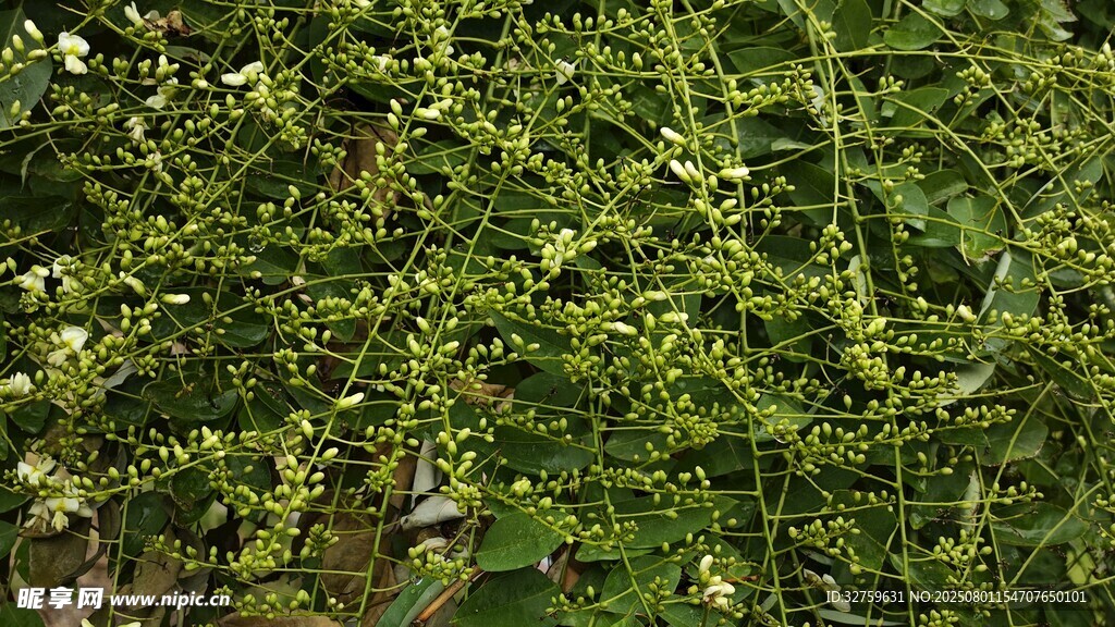茂密绿植景观