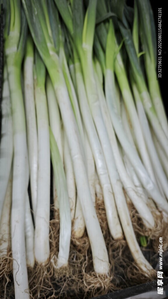 葱的根部特写