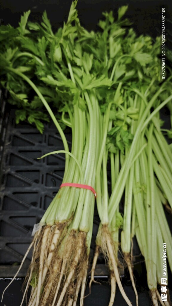新鲜芹菜带根蔬菜展示