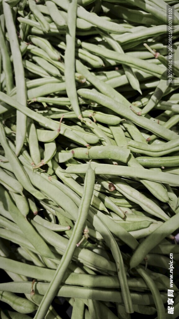 绿色丝状物体特写