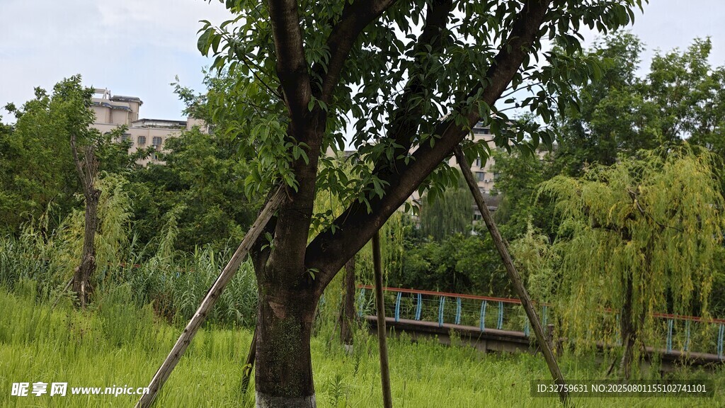 户外草地