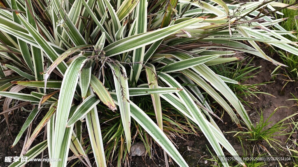 银边麦冬植物特写