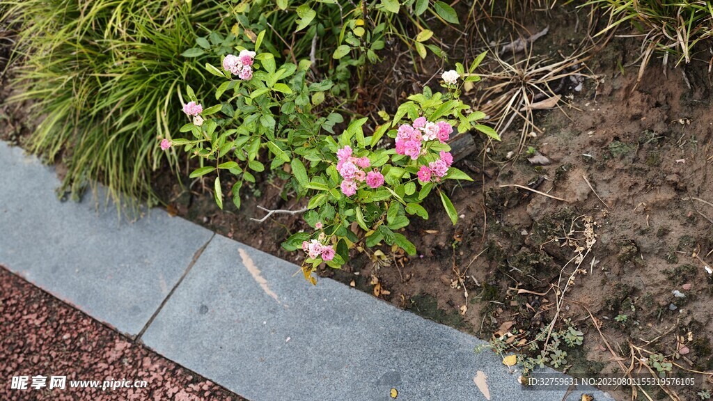 路边绽放的粉色小花