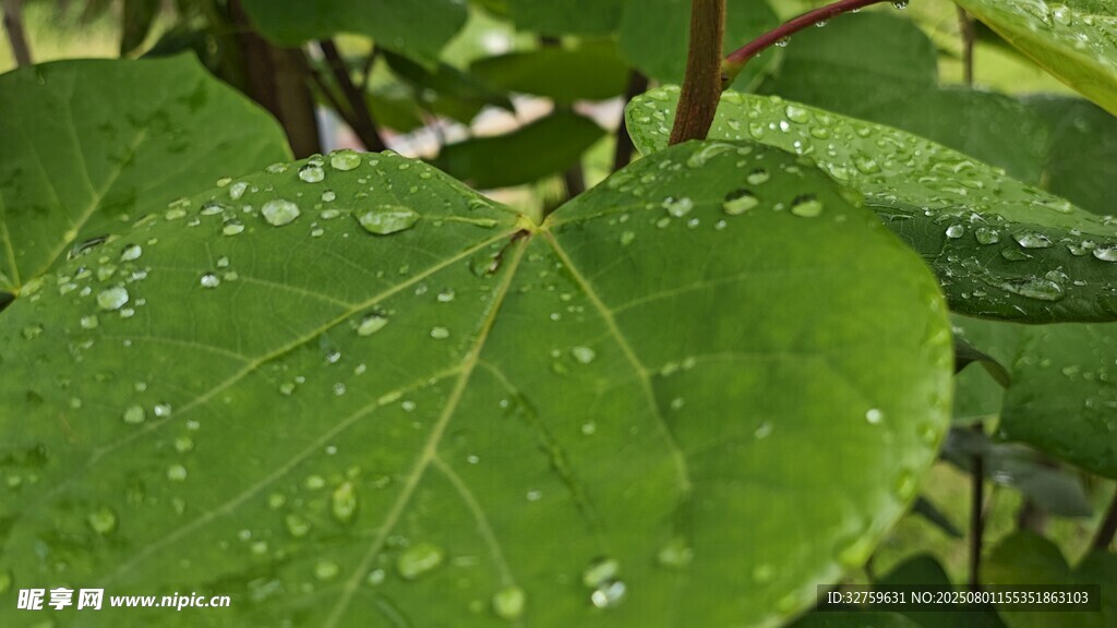 绿叶上的晶莹水珠