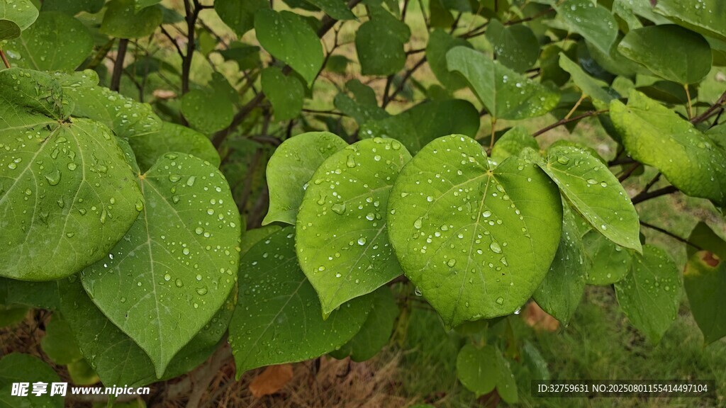 心形绿叶植物特写