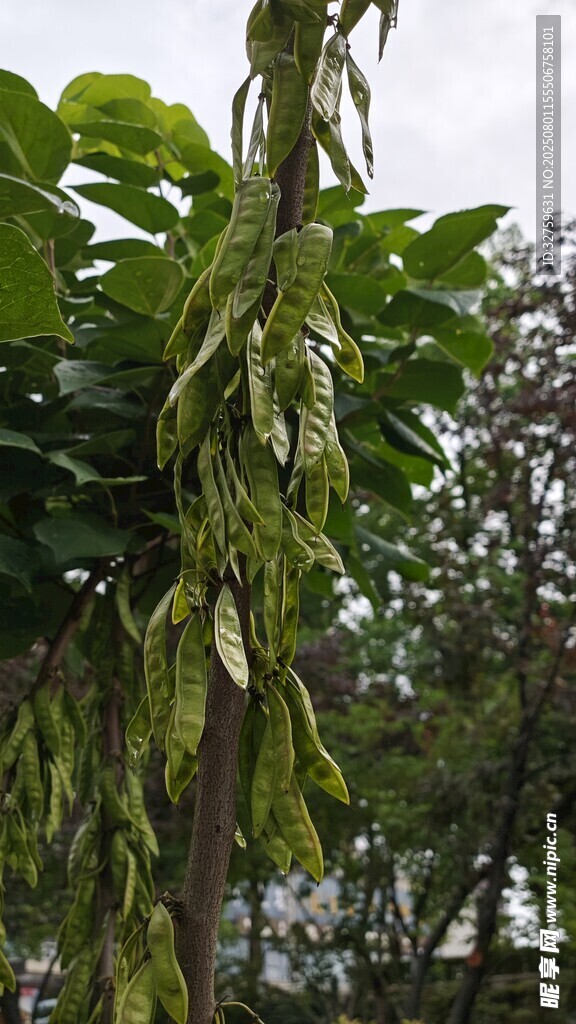 垂吊的绿色植物藤蔓