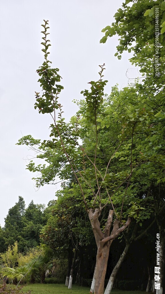绿树成荫的户外景致
