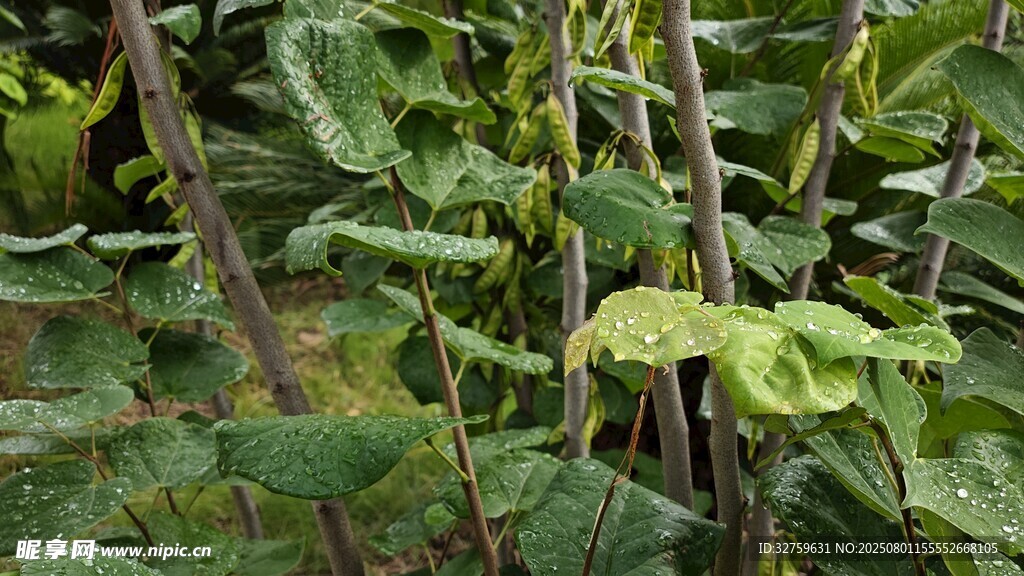 绿叶繁茂的豆角植株