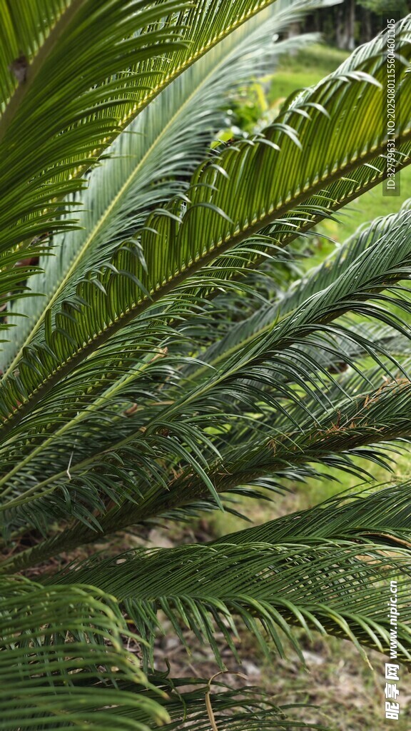 翠绿蕨类植物特写