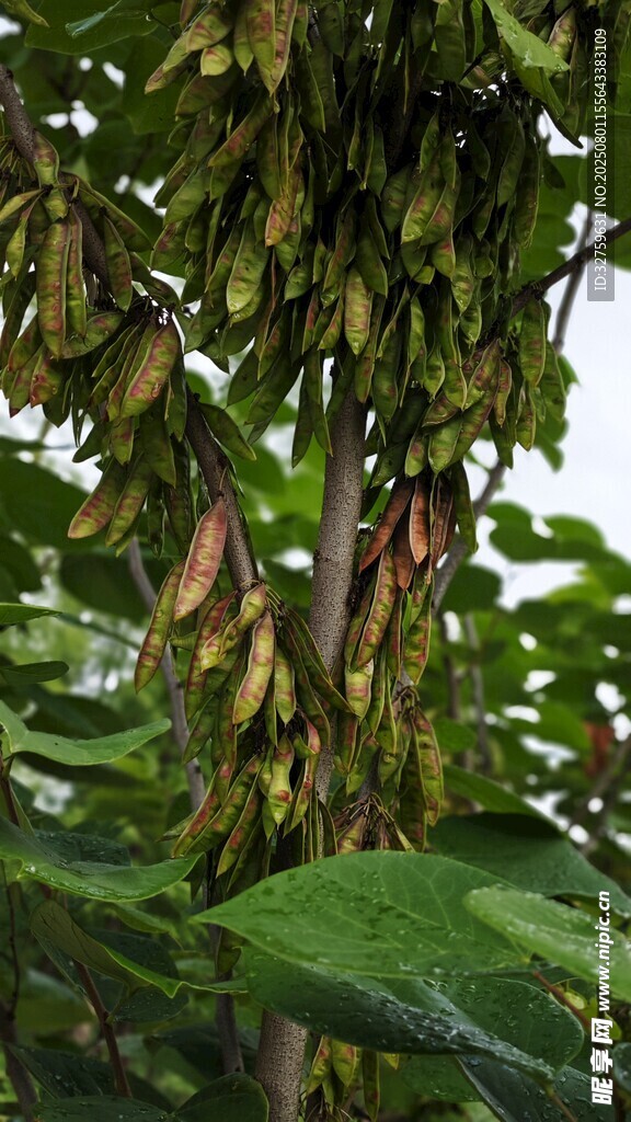 枝头挂着的奇特棕色果实
