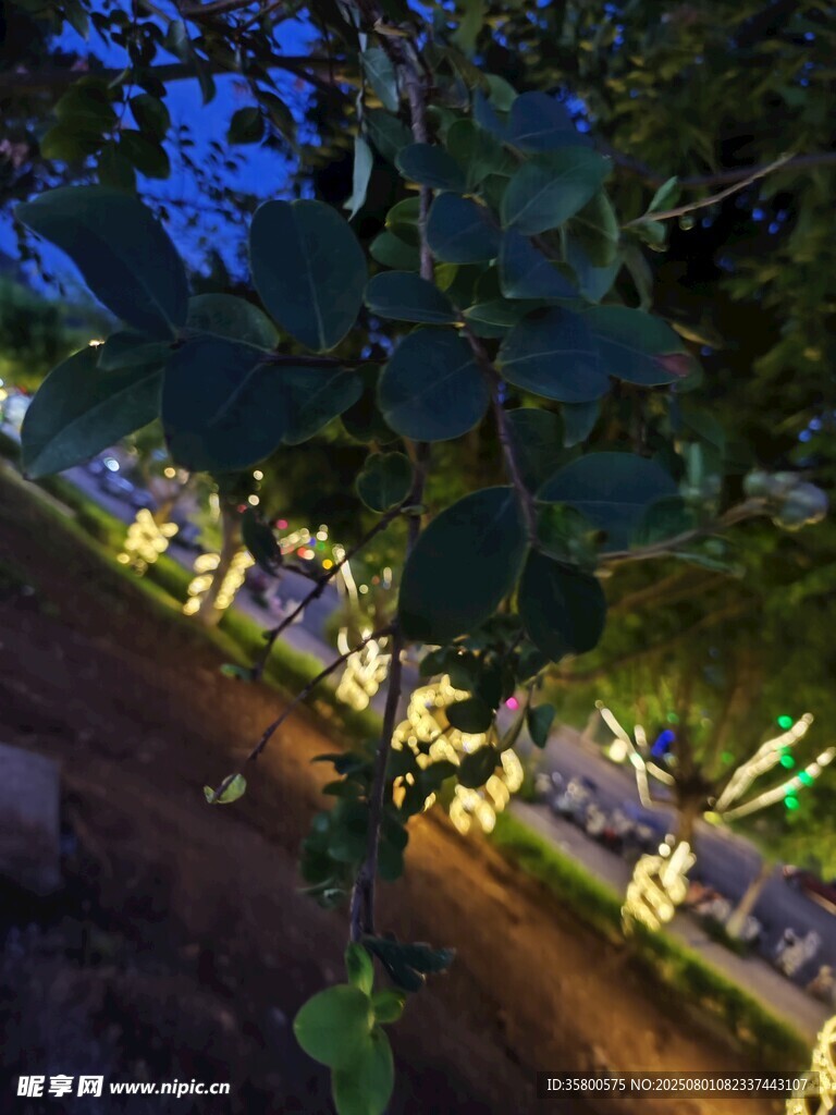 夜晚树下的梦幻灯光装饰