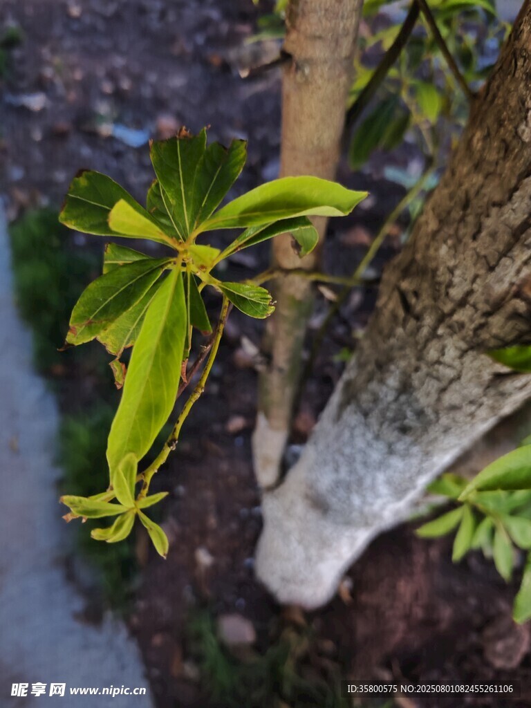 树干旁的嫩绿植物