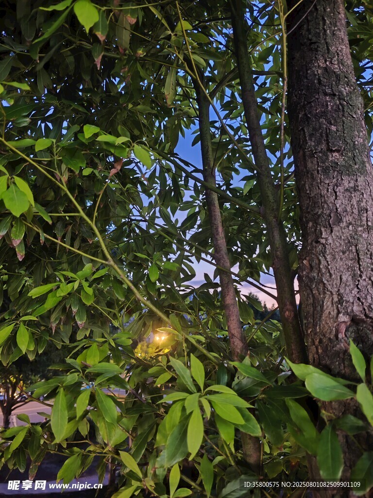 林间微光