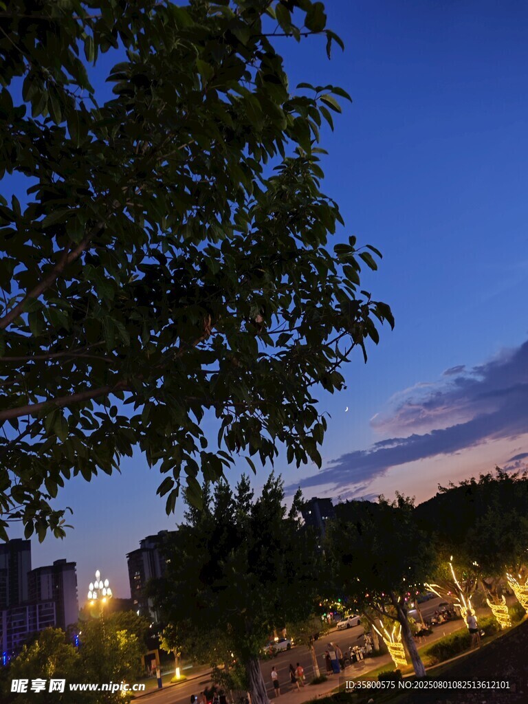 夜幕下的城市与繁茂树木
