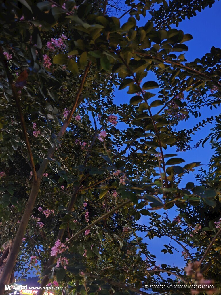 蓝天映衬下的繁茂枝叶