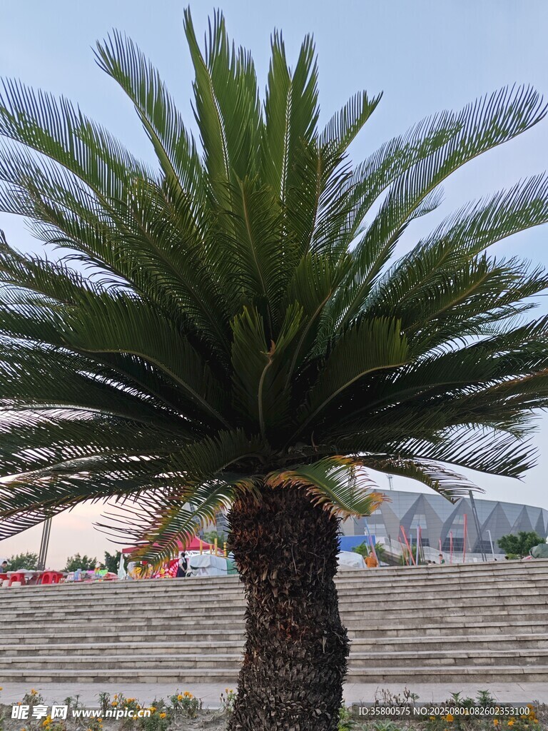 挺拔苏铁树