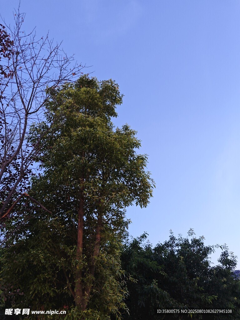 蓝天绿树风景