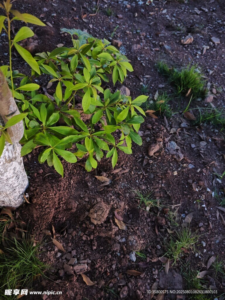 地面旁的嫩绿植物