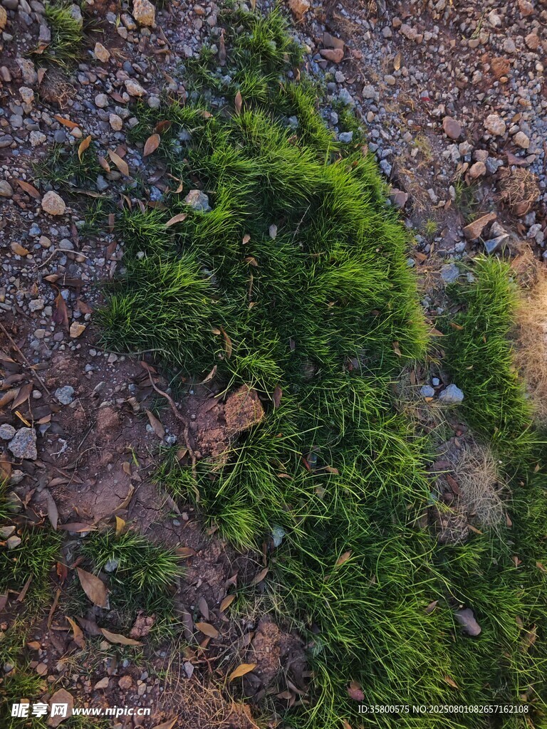 地面上的翠绿苔藓植物