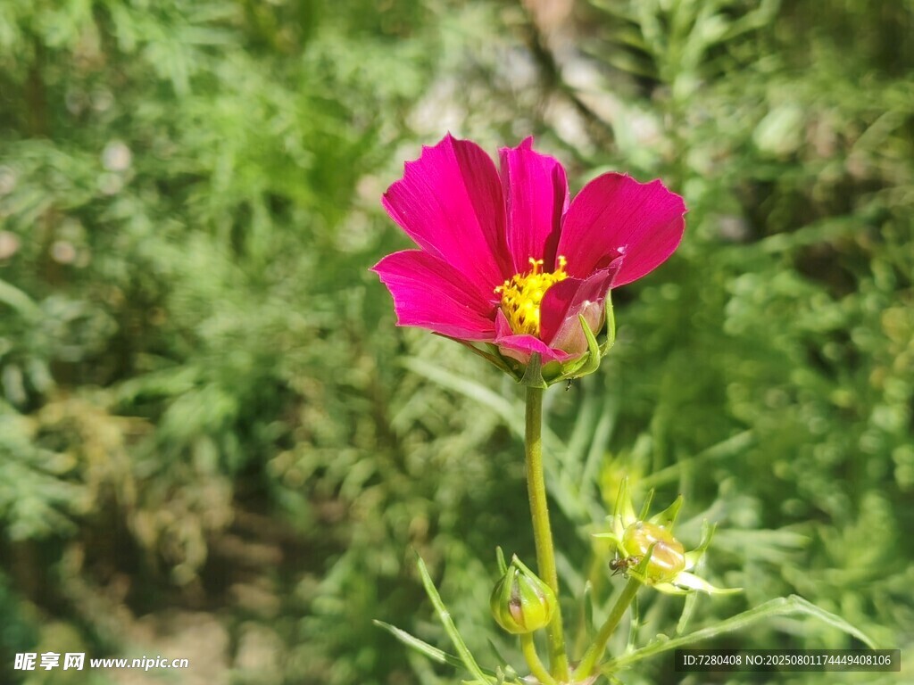 娇艳绽放的红色花朵