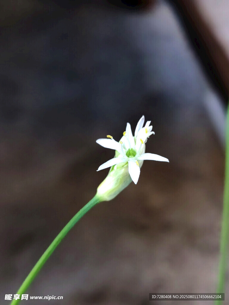 单株白色小花特写
